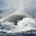 whale_humpback_h_00310_dom2353.jpg